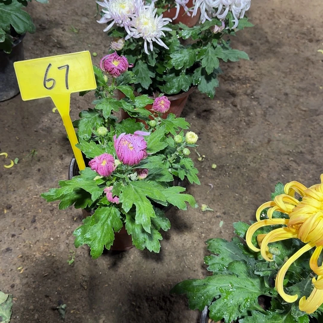 拂***活当前无花栽培后可以开花67