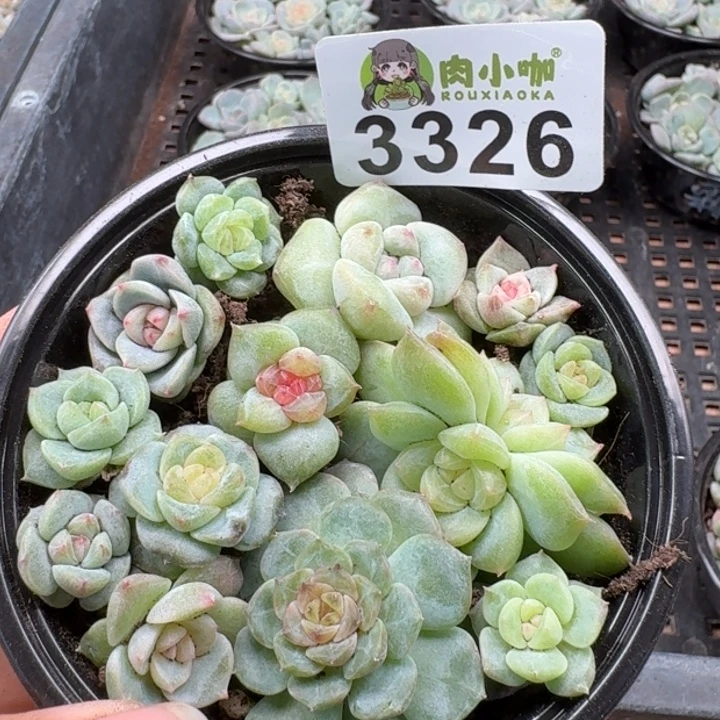 多肉植物多肉植物