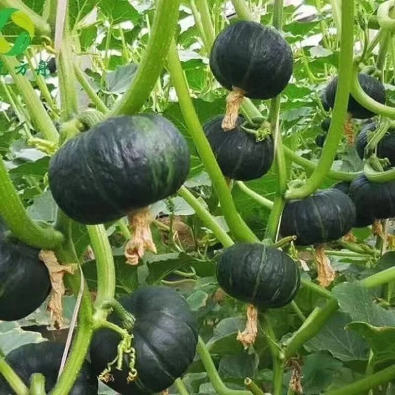 拍1包送2包绿贝贝种子20粒