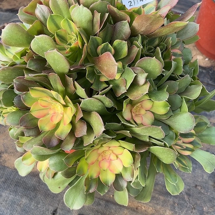 2.4-69香妃多肉植物