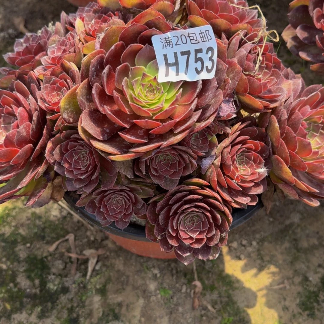 无花朵753多肉植物捧花