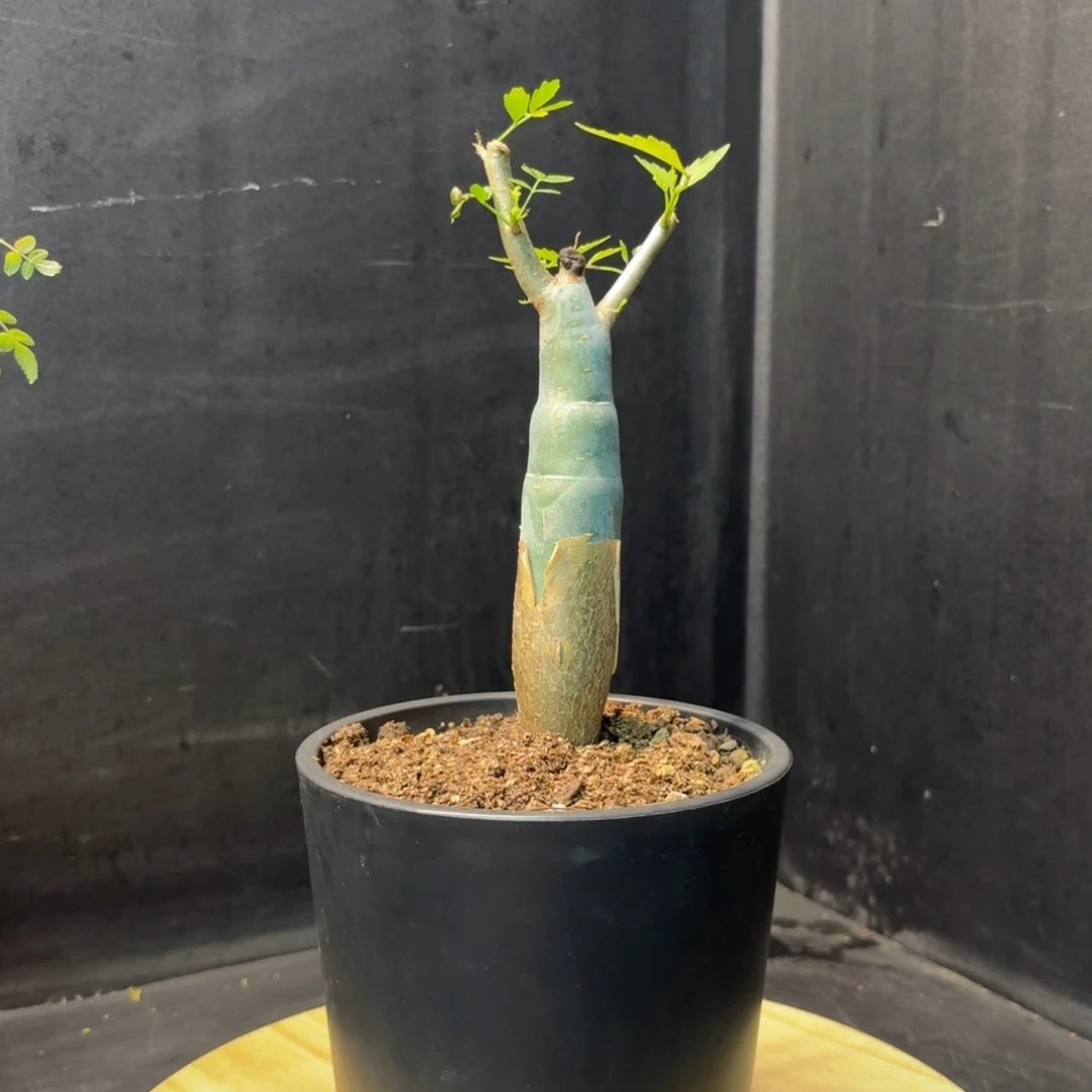 芳香橄榄实生小苗