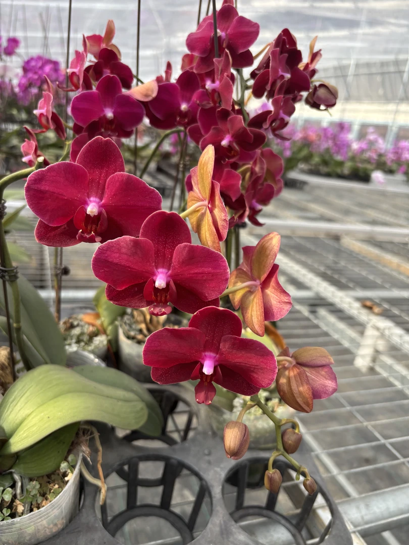 蝴蝶兰【拉菲】掉一两朵花不售后介意勿拍