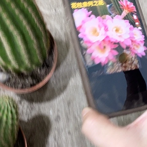 奈何毛花，36899000
