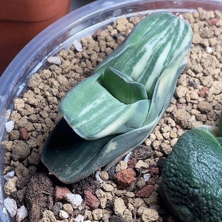 卧牛锦一物一拍开播福利3