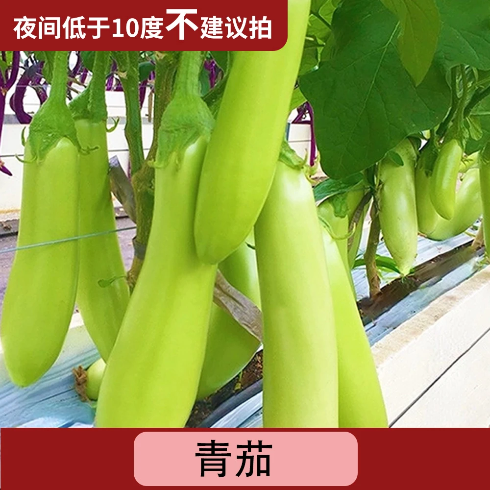 【青茄】苗秧传统老品种高产早熟青皮茄子苗超长耐热抗病（带土发货）