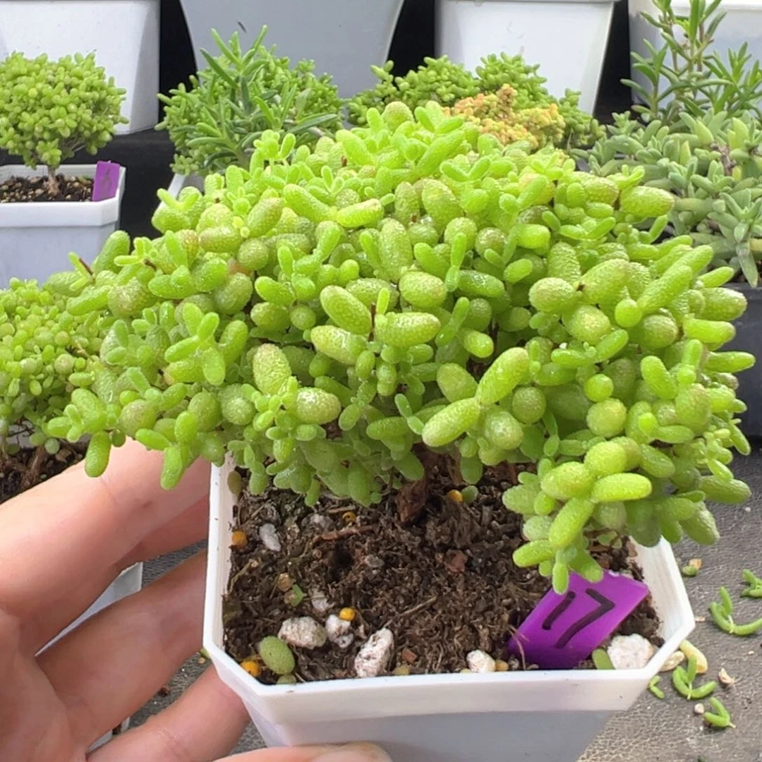 17号蜜橘悬崖桩一物一拍