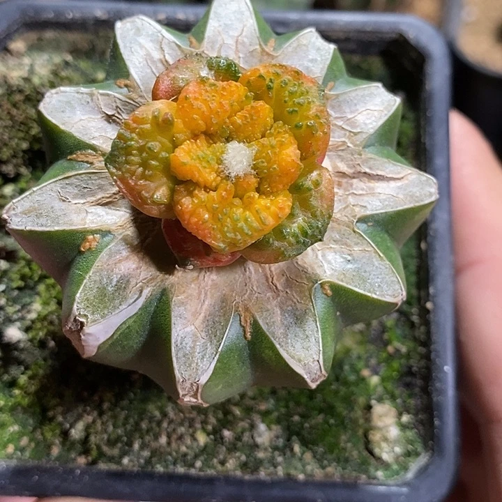 苗接牡丹锦。111后