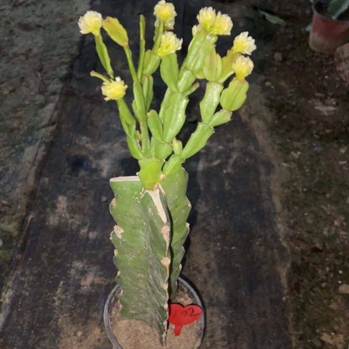 潘***华当前无花栽培后可以开花052  102