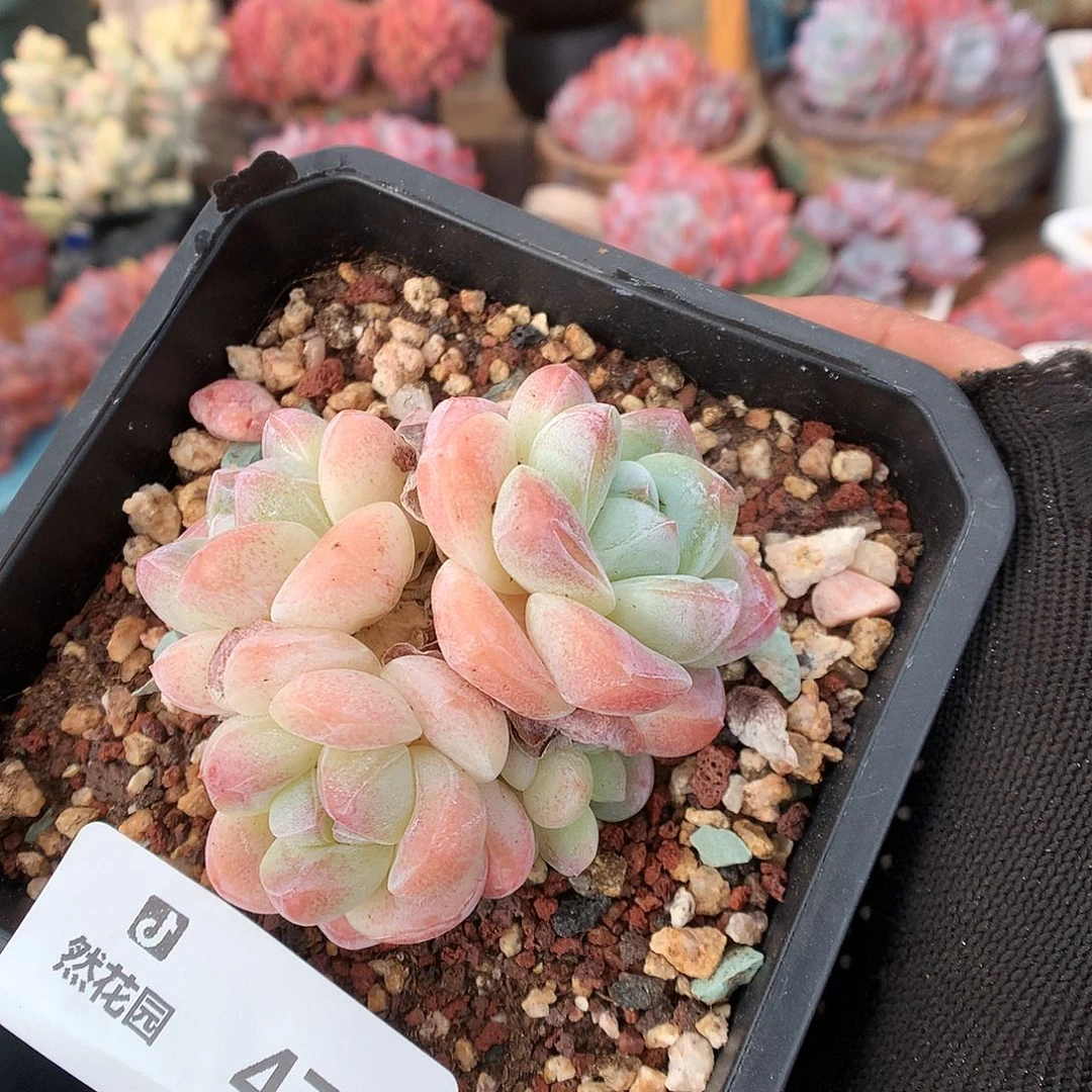 470冰玉多肉植物66666