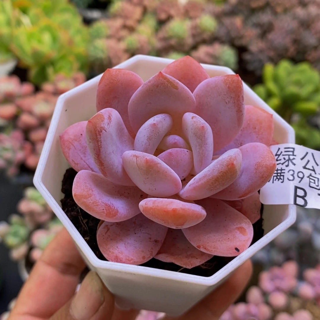 753冰糕5cm多肉植物