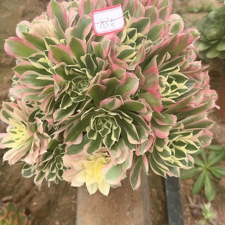 清*多肉植物83号无售后