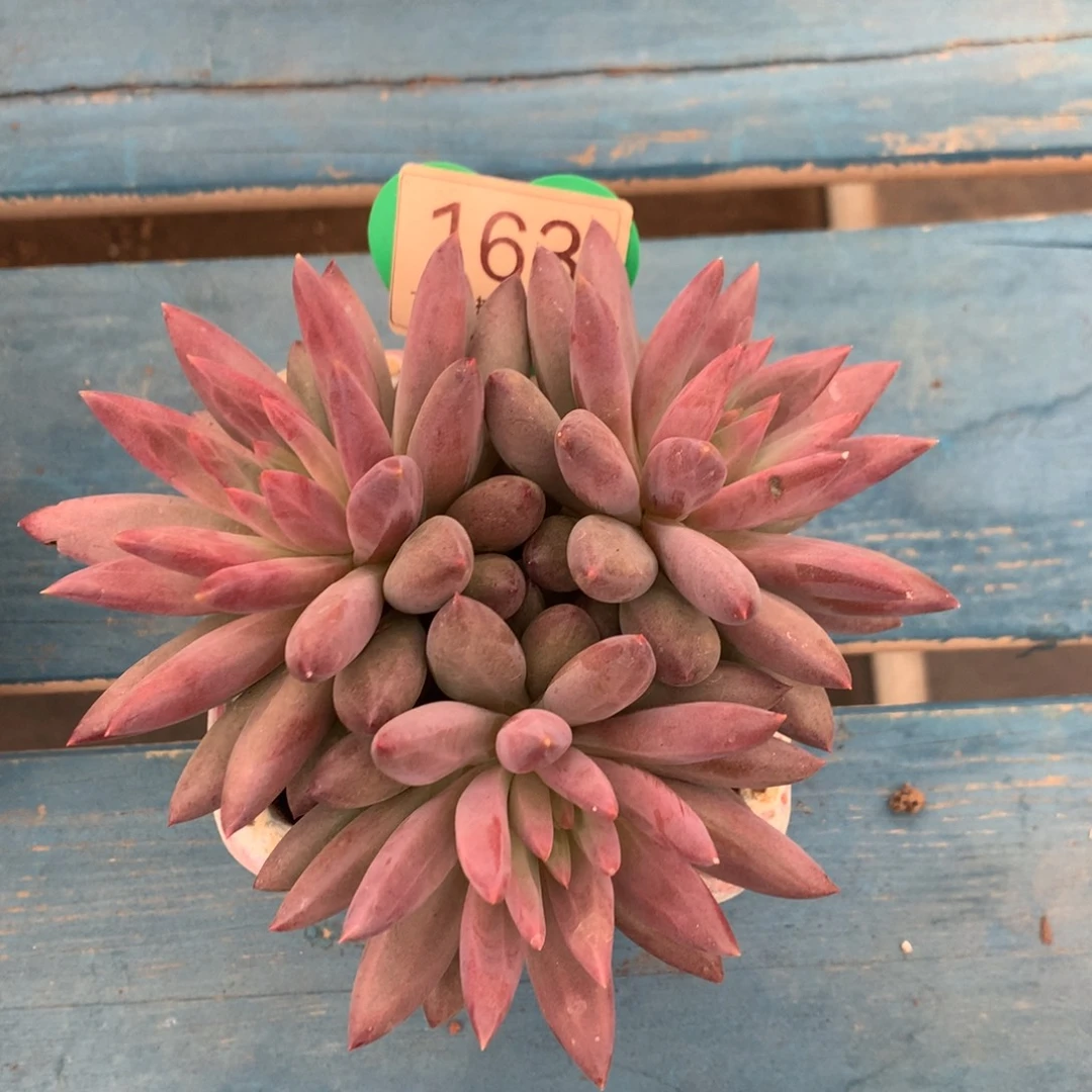 虞美人羽毛纹彩体163