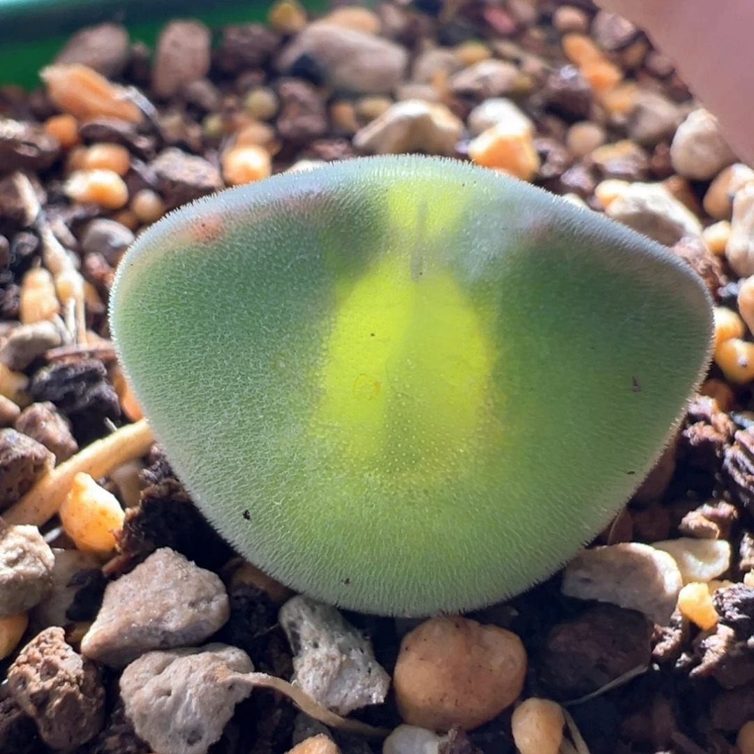 A241.  青蛙种源优选两年大眼空蝉。1.6尺寸。 八八折后价