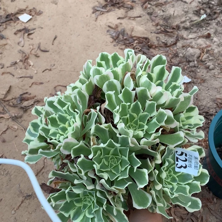 523雨花石绣球东棚