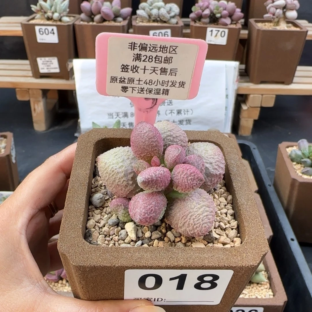 018糖果多肉的植物