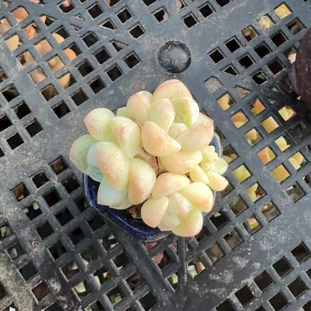 f**eFine专拍小冰玉群生不带盆