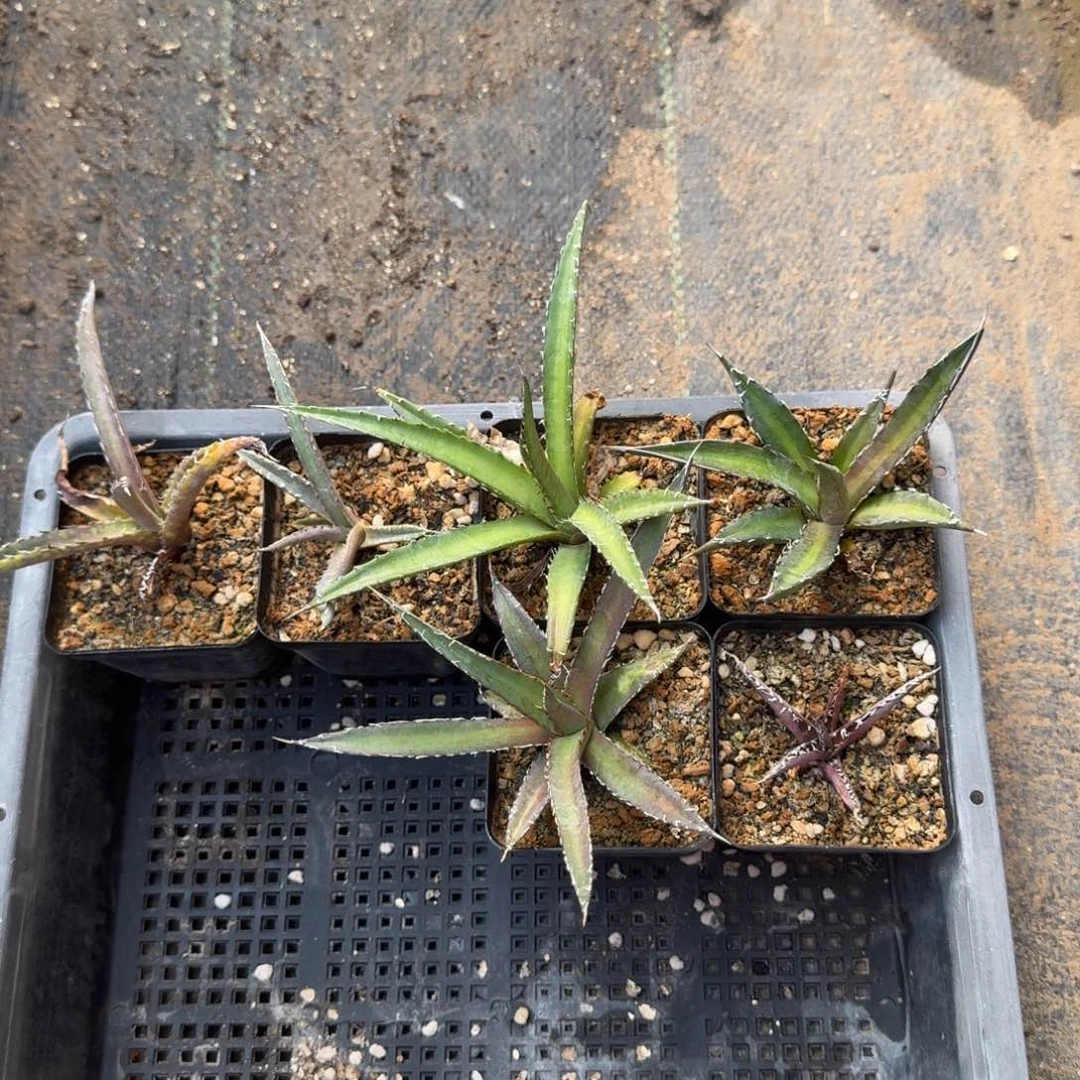 强刺霍利达不售后多肉