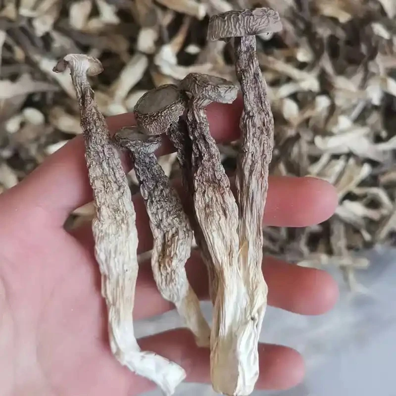 鹿茸菇干货炒菜炖汤凉拌
