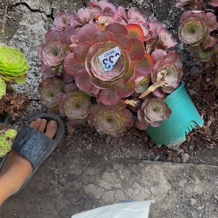 贝壳花27-8包邮花花