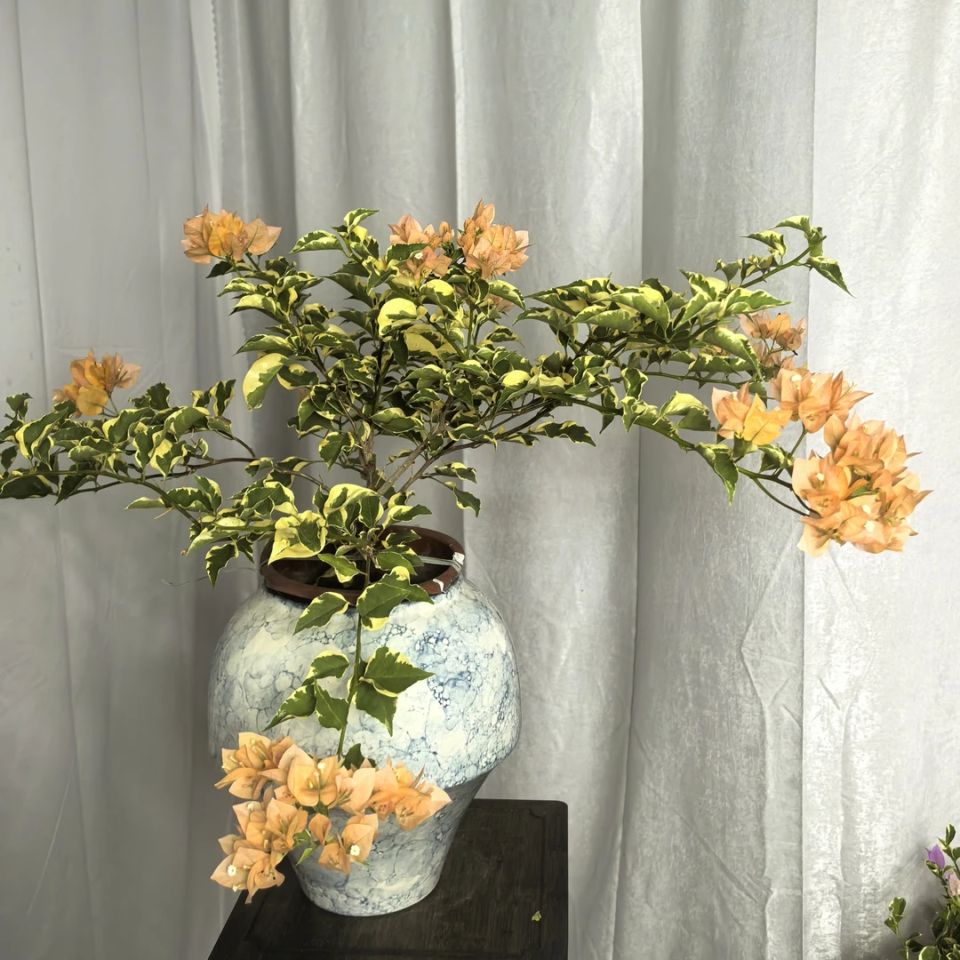 马斯三角梅壮苗带叶带土发货庭院阳台耐寒四季开花绿植盆栽