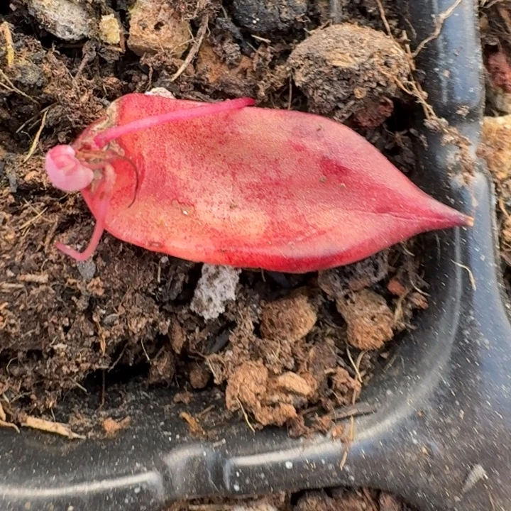 罗密欧叶片一物一拍3-4-4