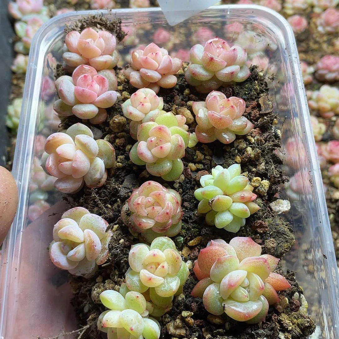 熊***毛珍妮混一物一拍314