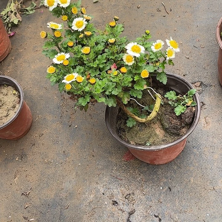 泥***鸢完全开放30菊花菊花菊花家
