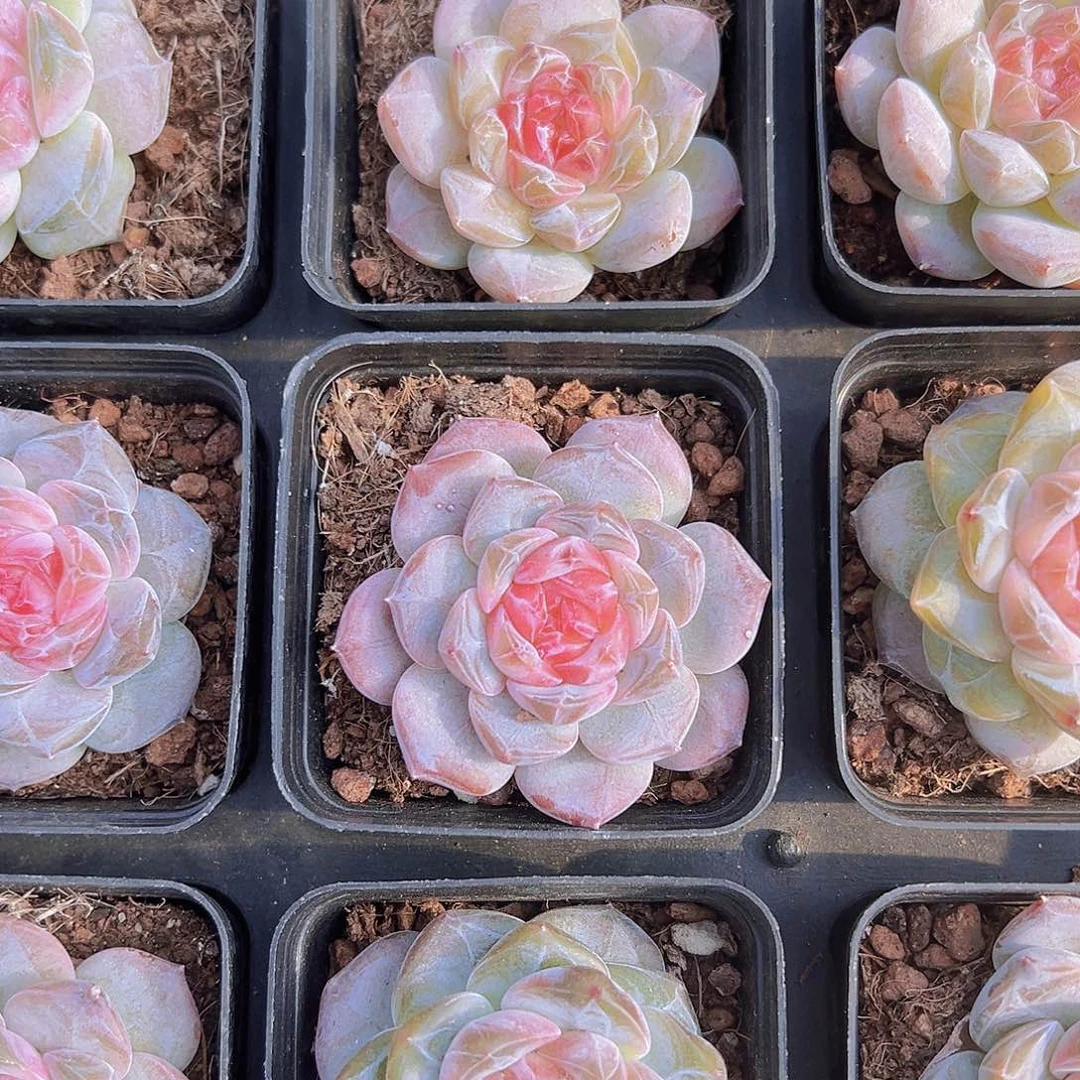 173精品冰魄19包邮多肉