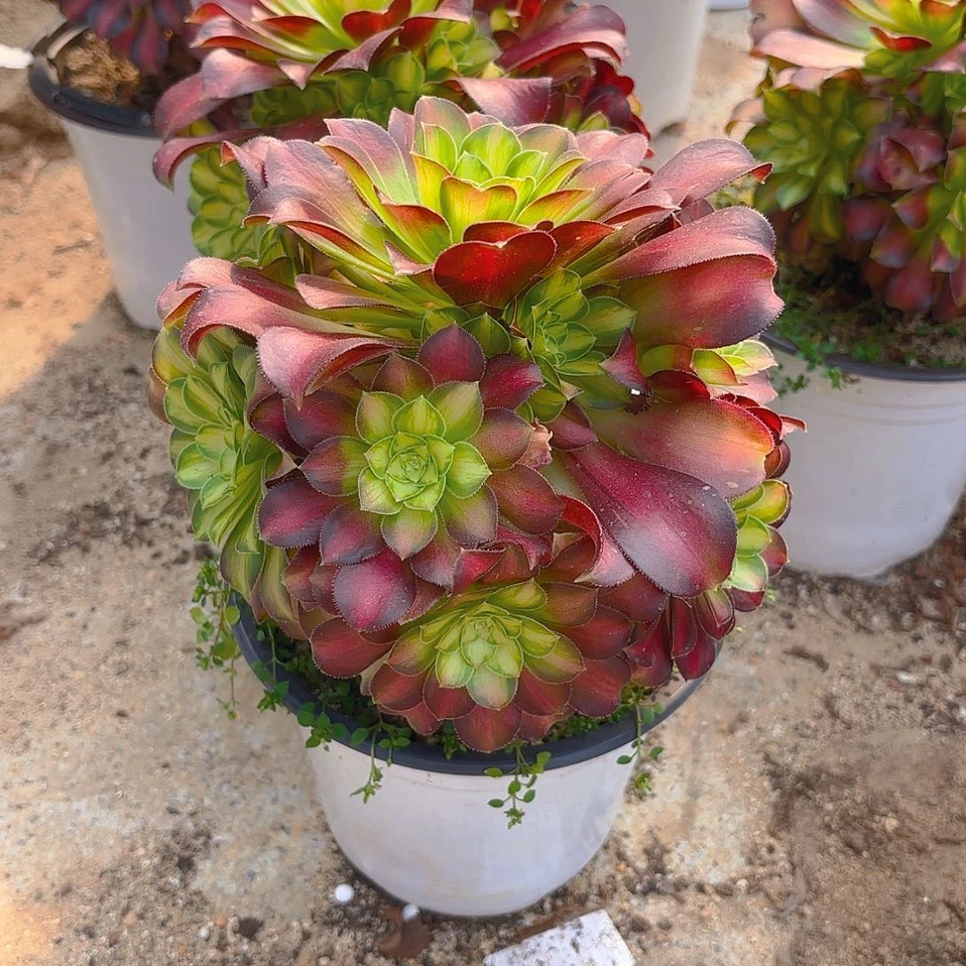 韶华老庄多肉植物