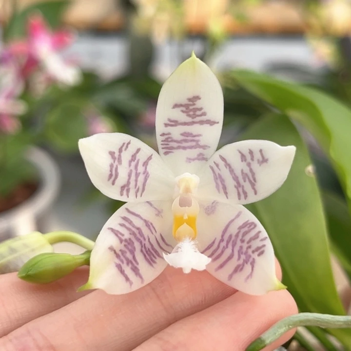 完全开放2.5寸天使路德盾开花株