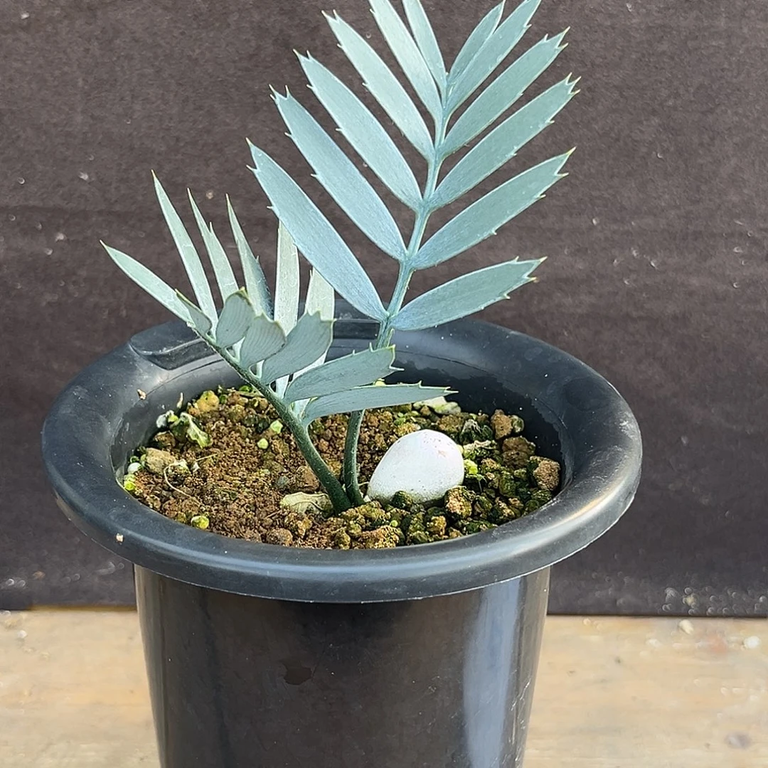 汤圆植物正版蓝棘铁