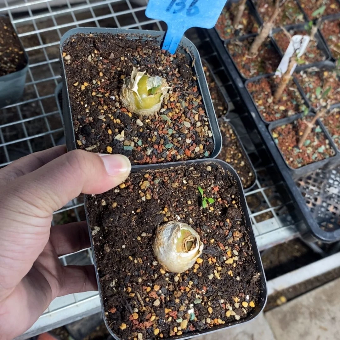 腊叶灯台百合两颗多肉