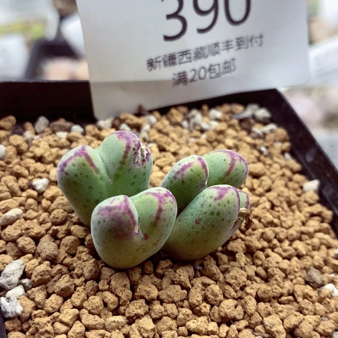 我的小姐姐们都390