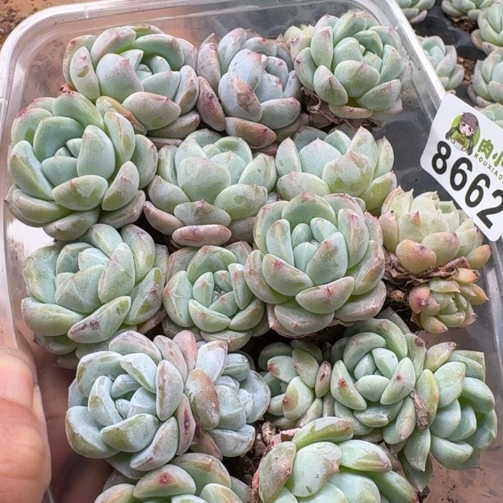 当前无花朵，栽培后可花朵长**里多肉植物多肉植物