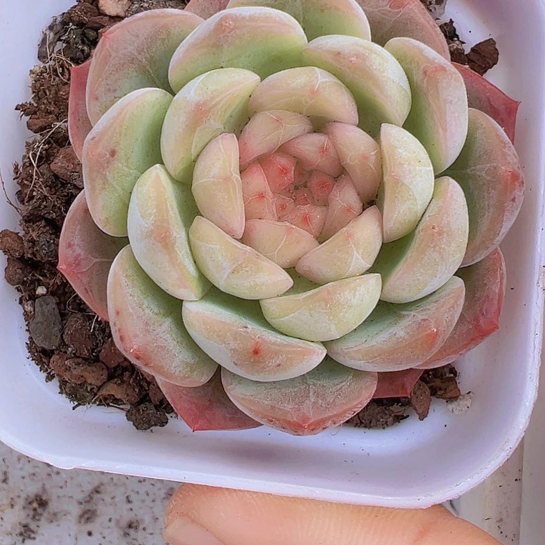 葡萄珍妮2号19包邮