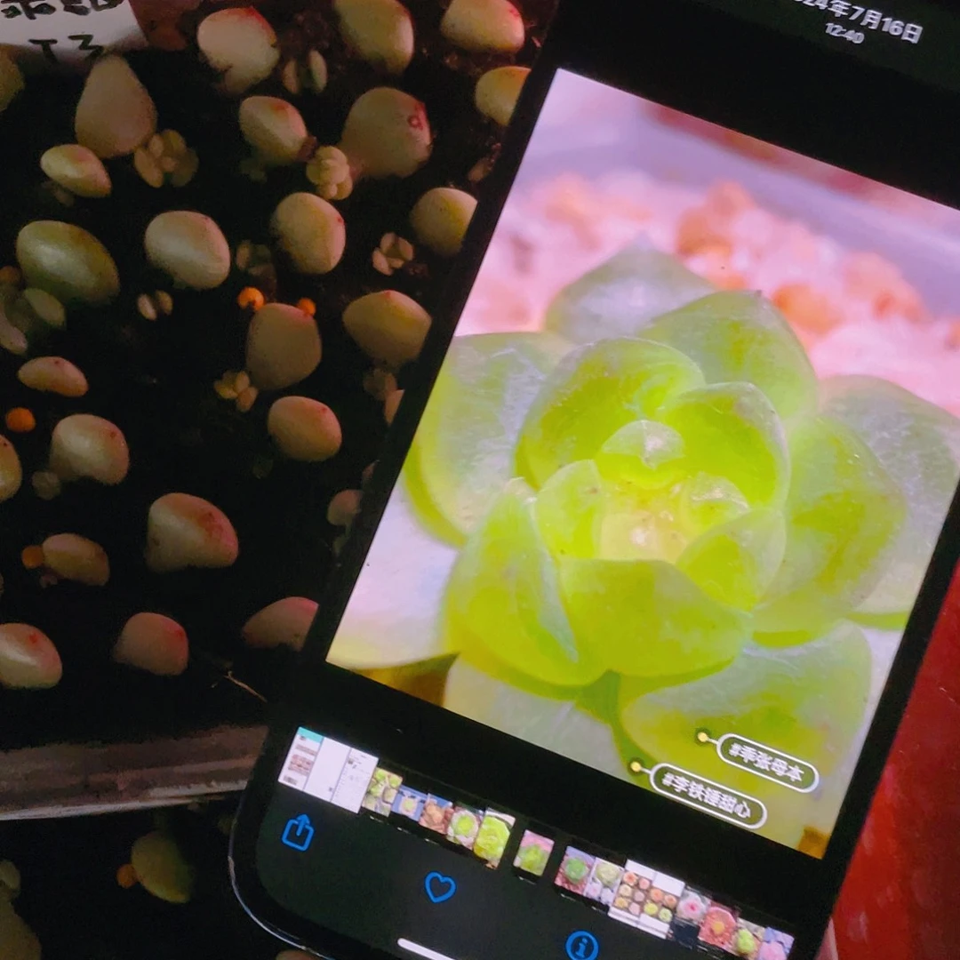 乖张T3芝麻苗一个满25包邮