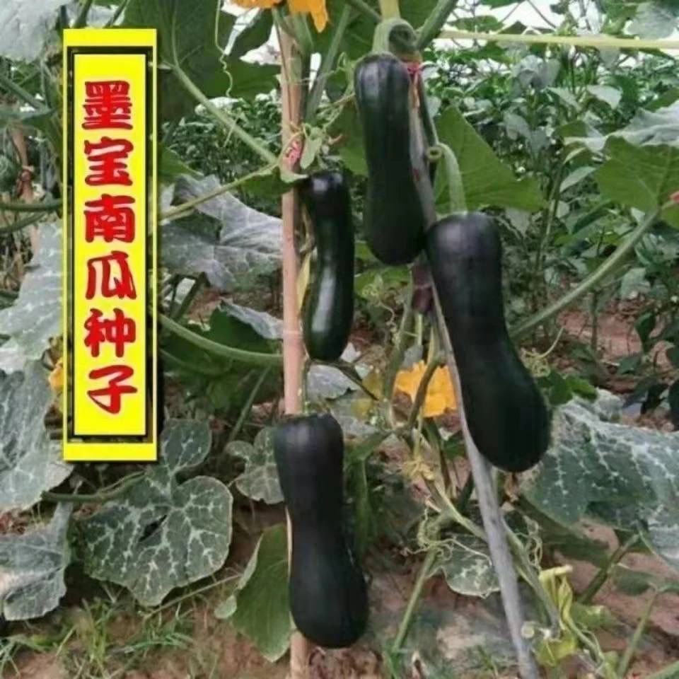【黑满地南瓜种子】原厂紫皮小南瓜种籽耐热南瓜种子早熟南瓜籽
