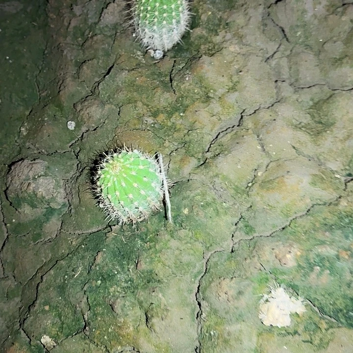 曙光根6公分毛花柱