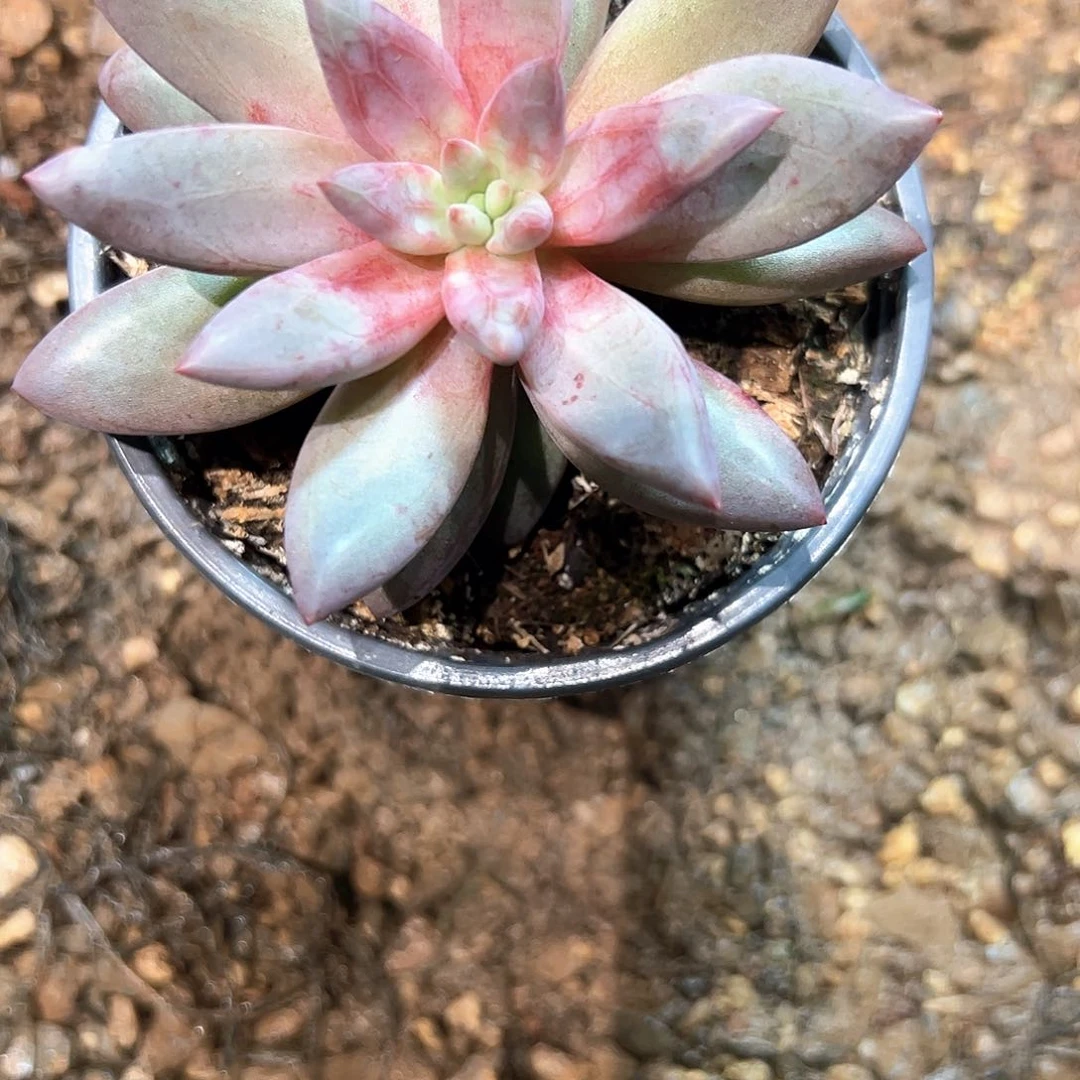 *****多肉植物多肉植物