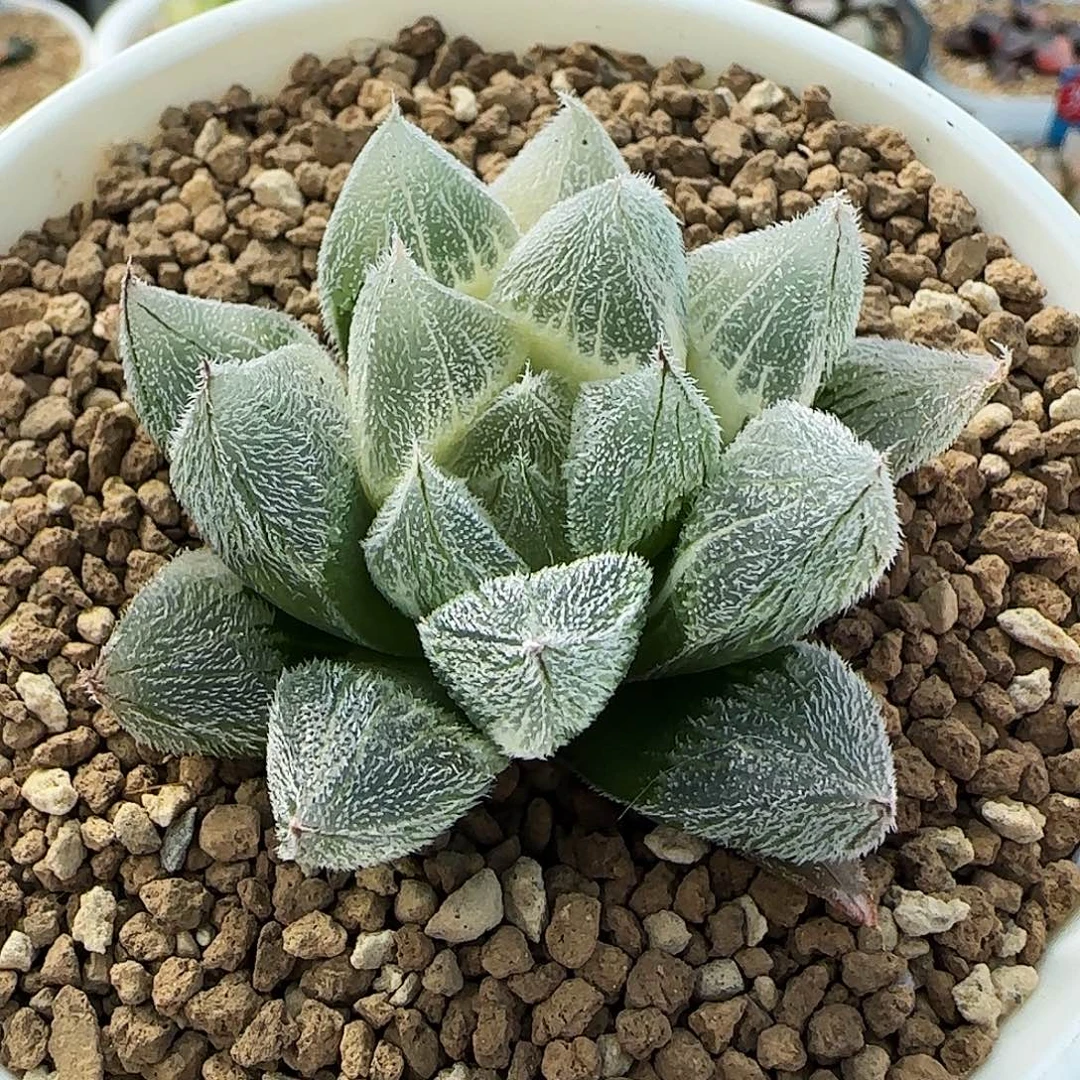 439号糊斑白狐狸5.8左右一物一拍带盆土