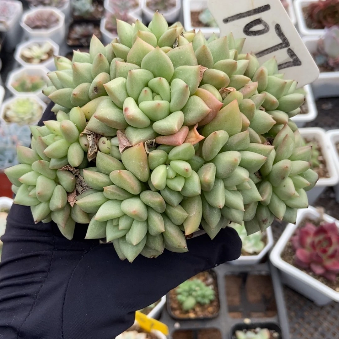 1077象牙多肉植物