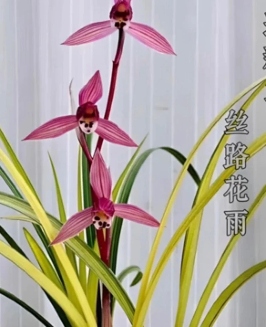 莲瓣兰艺草-丝路花雨-人工种植组培小苗