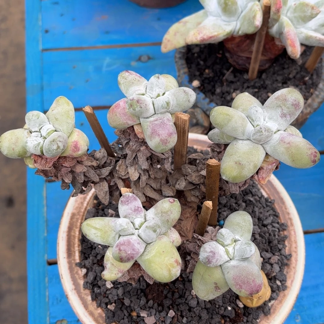 蕾***靴拇指，仙女杯多肉。