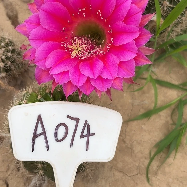 A074,朝霞瑕疵歪头，4cm