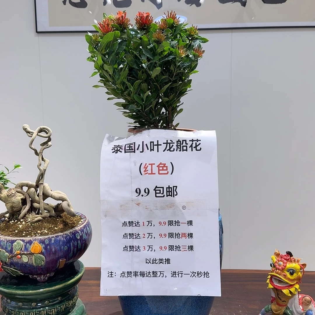 全部花朵海盗小叶龙船花（红色/基地盆）
