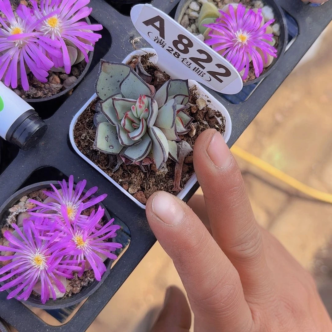 A822剑斯诺娃一物一拍