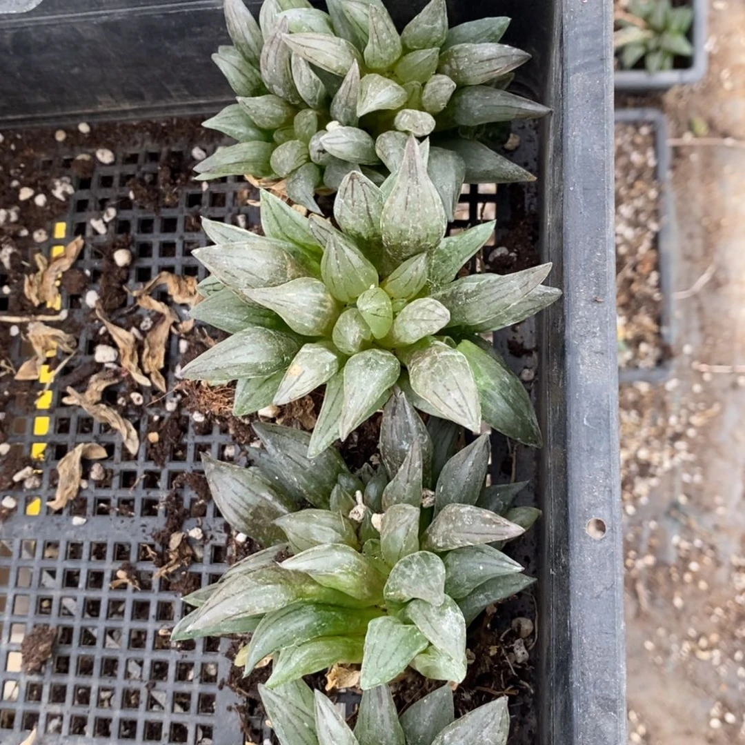 1547 一颗西瓜寿。超级618福利。