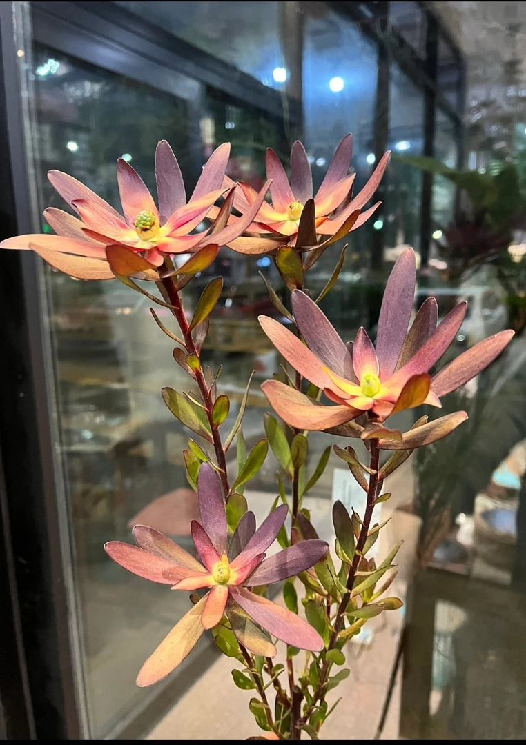 （云云推荐）多头宽叶木百合鲜切花可做干花懒人花材