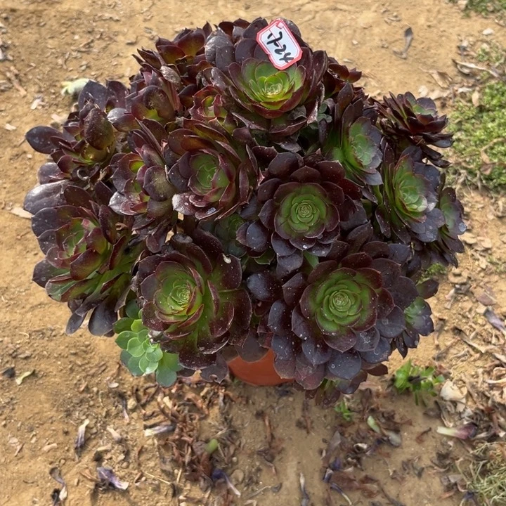 17-24赤焰莲叶片干吧多肉植物